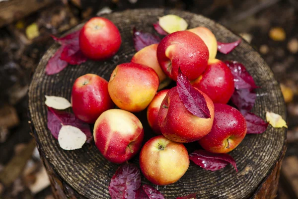 Cosecha de manzana —  Fotos de Stock