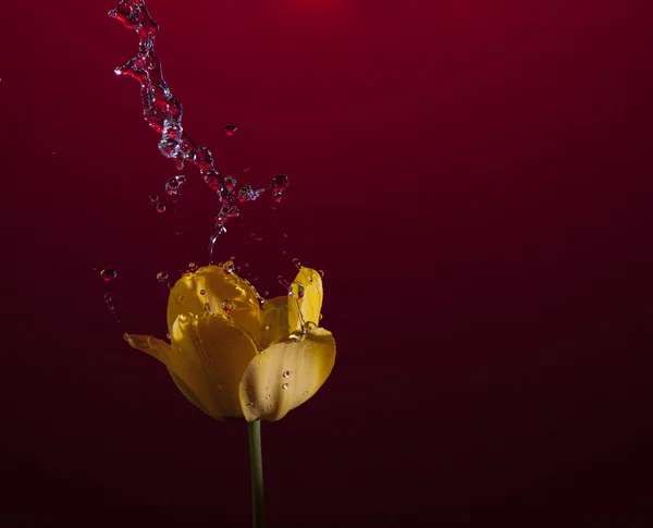 Жовтий тюльпан з водою — стокове фото