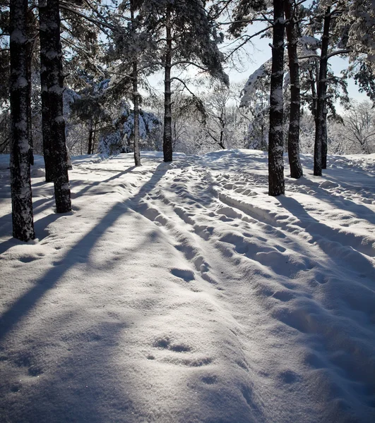 Winter in the pine forest — Stock Photo, Image