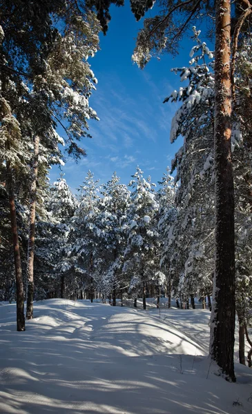 Winter in the pine forest — Stock Photo, Image