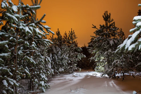 Bosque de pino nocturno — Foto de Stock