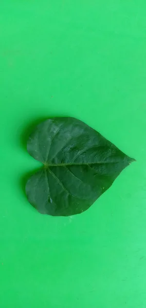 Green Background Leaf Photo — Stock Photo, Image