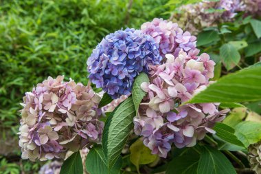 Botanik bahçe içinde güzel çiçekler