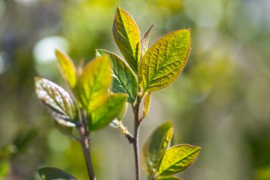 Bahar şaşırtıcı bir tazelik yaprak