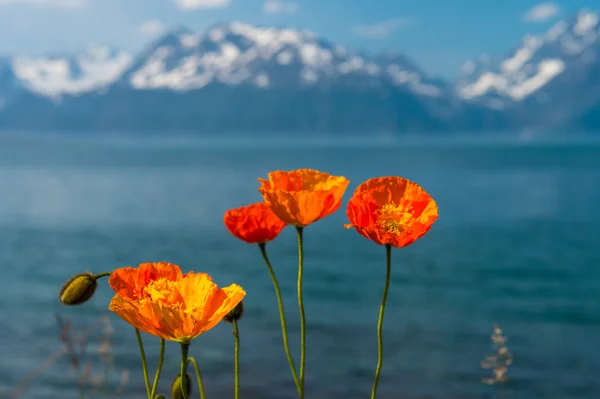 Severní Norsko oranžové květy na pozadí norský Tromsofjord — Stock fotografie