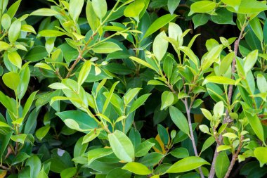 yaprak yeşil arka plan