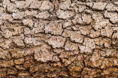 Ahşap gövde eski arka plan