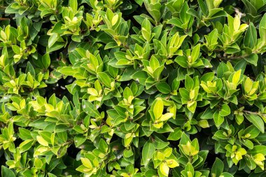 Yeşil Yapraklar duvar arkaplanı