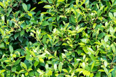 yaprak yeşil arka plan