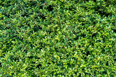 yaprak yeşil arka plan