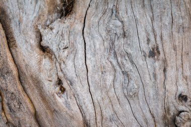 Ahşap gövde arka plan ve doku vintage