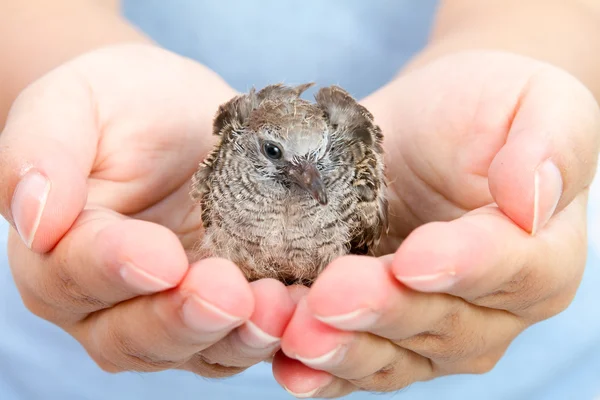 Mãos humanas segurando pequeno pássaro — Fotografia de Stock