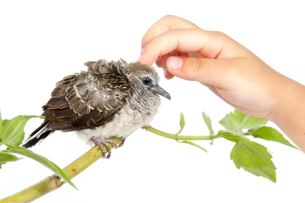 Mão humana acariciando um pequeno cuco — Fotografia de Stock