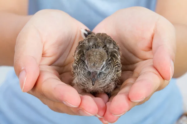 Mãos humanas segurando pequeno pássaro — Fotografia de Stock