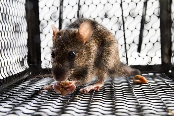 Um rato na gaiola — Fotografia de Stock