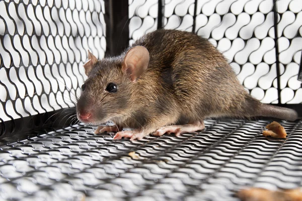 Eine Maus im Käfig — Stockfoto