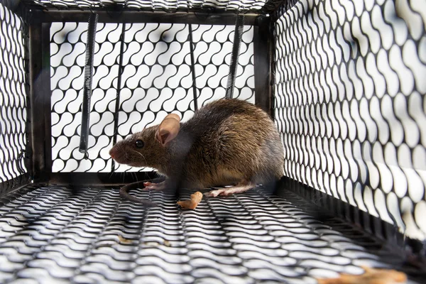 Мышь в клетке — стоковое фото