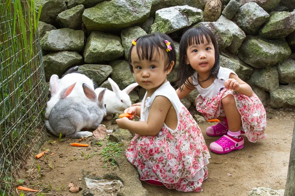 토끼 당근 먹이 아시아 어린 중국 소녀 — 스톡 사진
