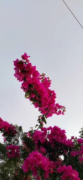 Bougainviella Glabra Amante Sol Que Cresce Melhor Plena Posição Sol — Fotografia de Stock