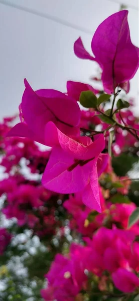 Bougainviella Glabra Тонкий Цветок Листьев Используемый Bonsai — стоковое фото