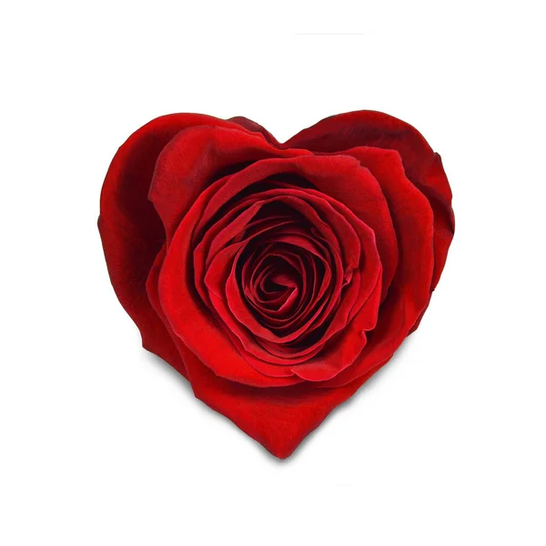 Κόκκινο Τριαντάφυλλο Σχήμα Καρδιάς Απομονωμένο Λευκό Φόντο — Φωτογραφία Αρχείου