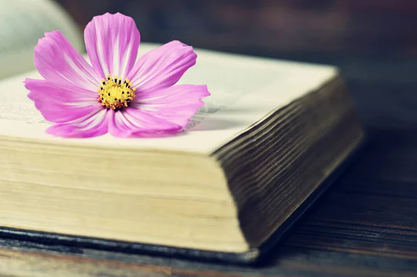 Cosmos Flower Open Book — Stock Photo, Image