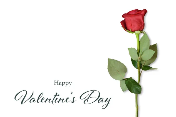 Happy Valentines Dag Kaart Met Enkele Rode Roos Geïsoleerd Witte — Stockfoto