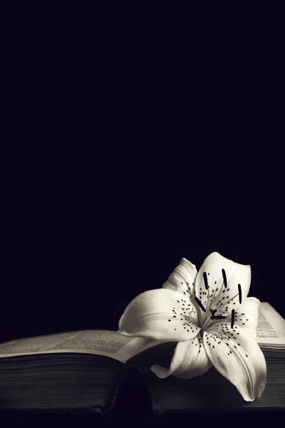 Kopya alanı olan sempati kartı. Açık kitapta beyaz zambak çiçeği