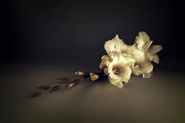 Cartão Condolências Com Flor Branca Gladíolo Sobre Fundo Escuro — Fotografia de Stock