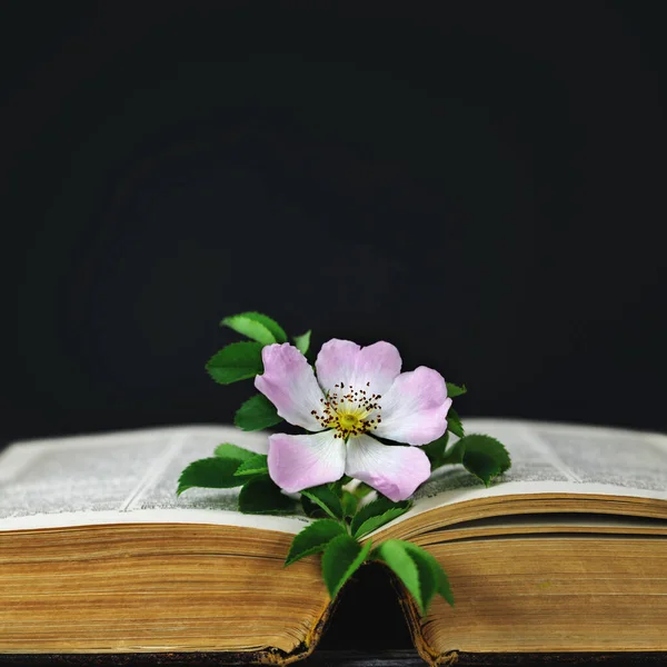 Condolence card with open book and wild rose on black background