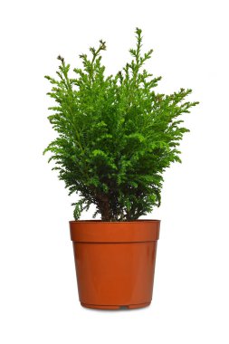 Çiçek saksısındaki minyatür selvi, beyaz arkaplanda izole edilmiş.