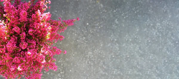 带复制空间的混凝土背景上的粉红紫罗兰花 — 图库照片