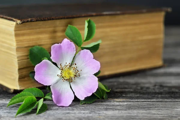 Mothers Day Flower Wild Rose Old Book Wooden Background — Stock Photo, Image