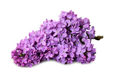 Lilac flower isolated on white background clipart