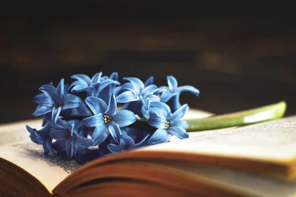 Book Flower Dark Background — Stock Photo, Image