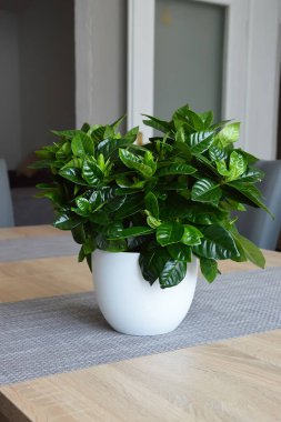 Gardenia in flowerpot on the table 