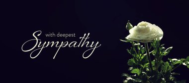 Sympathy card  white ranunculus flower on dark background