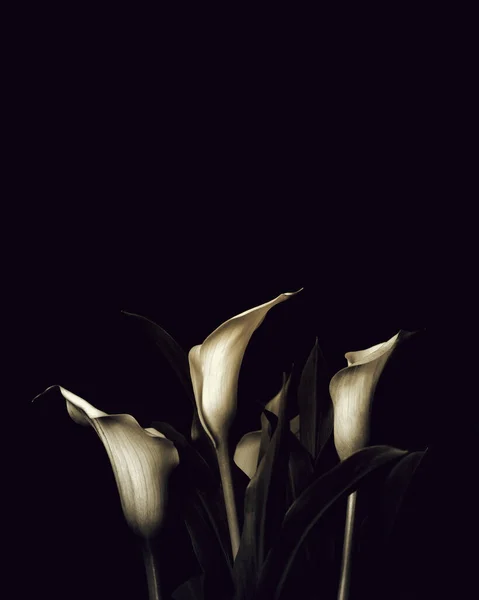 ユリの花とコピースペースと同情カード 暗い背景の葬儀の花 — ストック写真