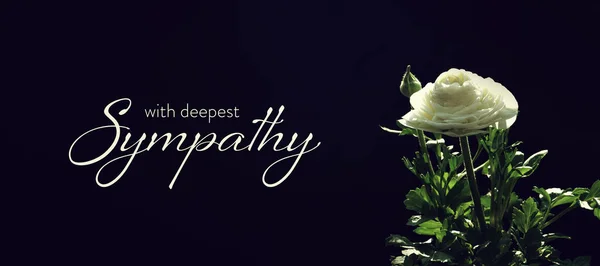 Sympathy Card White Ranunculus Flower Dark Background — Zdjęcie stockowe