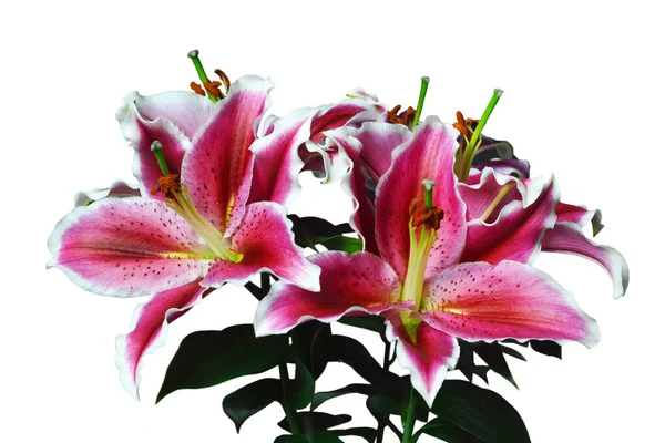 Lilie Blüht Isoliert Auf Weißem Hintergrund Sternguckerlilie Orientalische Lilie — Stockfoto