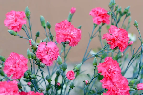 庭に咲くピンクのカーネーションの花 — ストック写真