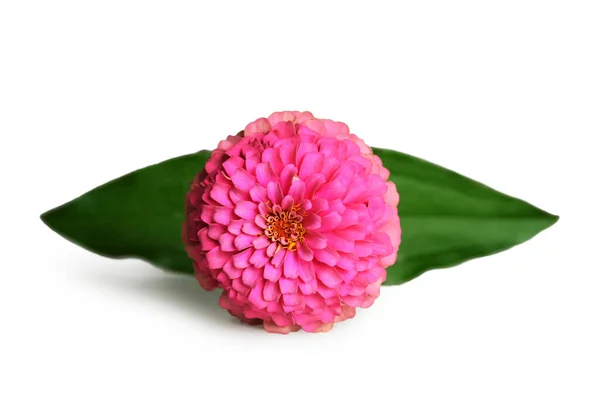 Fleur Zinnia Isolée Sur Fond Blanc — Photo