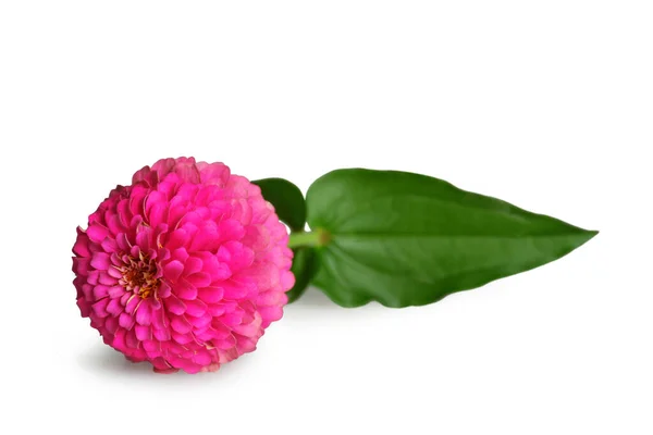 Rózsaszín Zinnia Virág Elszigetelt Fehér Alapon — Stock Fotó