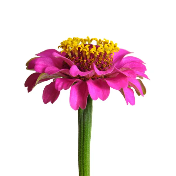 白地に孤立したジンニアの花 — ストック写真