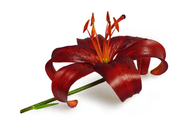 Dunkelrote Asiatische Lilie Isoliert Auf Weißem Hintergrund — Stockfoto