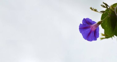 Sabah zaferi çiçek arkaplanı ya da kopya alanı olan afiş