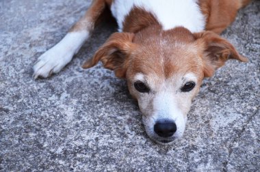 Beton zeminde dinlenen güzel, yaşlı melez bir köpeğin portresi. 