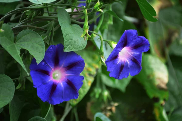 Primer Plano Azul Flores Gloria Mañana — Foto de Stock