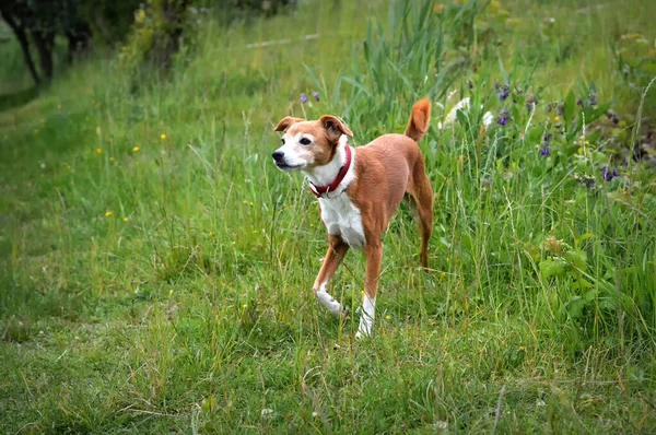 Beau Chien Race Mixte Dans Domaine — Photo