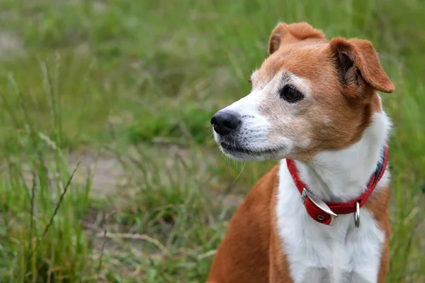 Portrait Beau Chien Race Mixte Assis Dans Champ — Photo